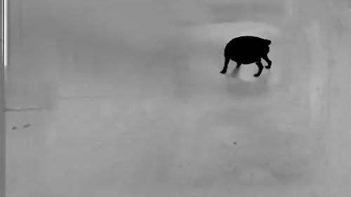 Peso muerto – Still de video 1 – Romina Ghio 2016