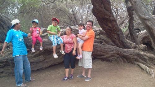 rbol-Milenario-danos-tu-vitalidad